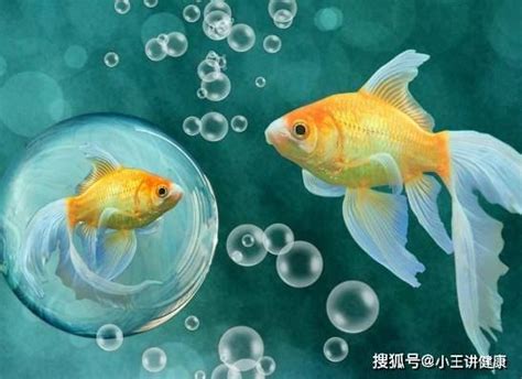 哪種魚最好養|適合新手養魚品種 : 6種入門淡水魚